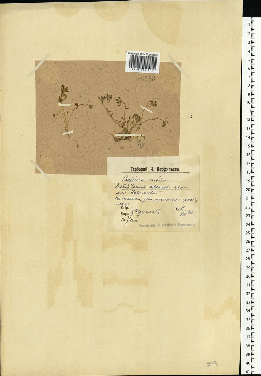 Cochlearia groenlandica L., Eastern Europe, Northern region (E1) (Russia)