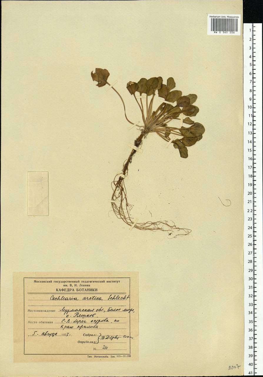 Cochlearia groenlandica L., Eastern Europe, Northern region (E1) (Russia)
