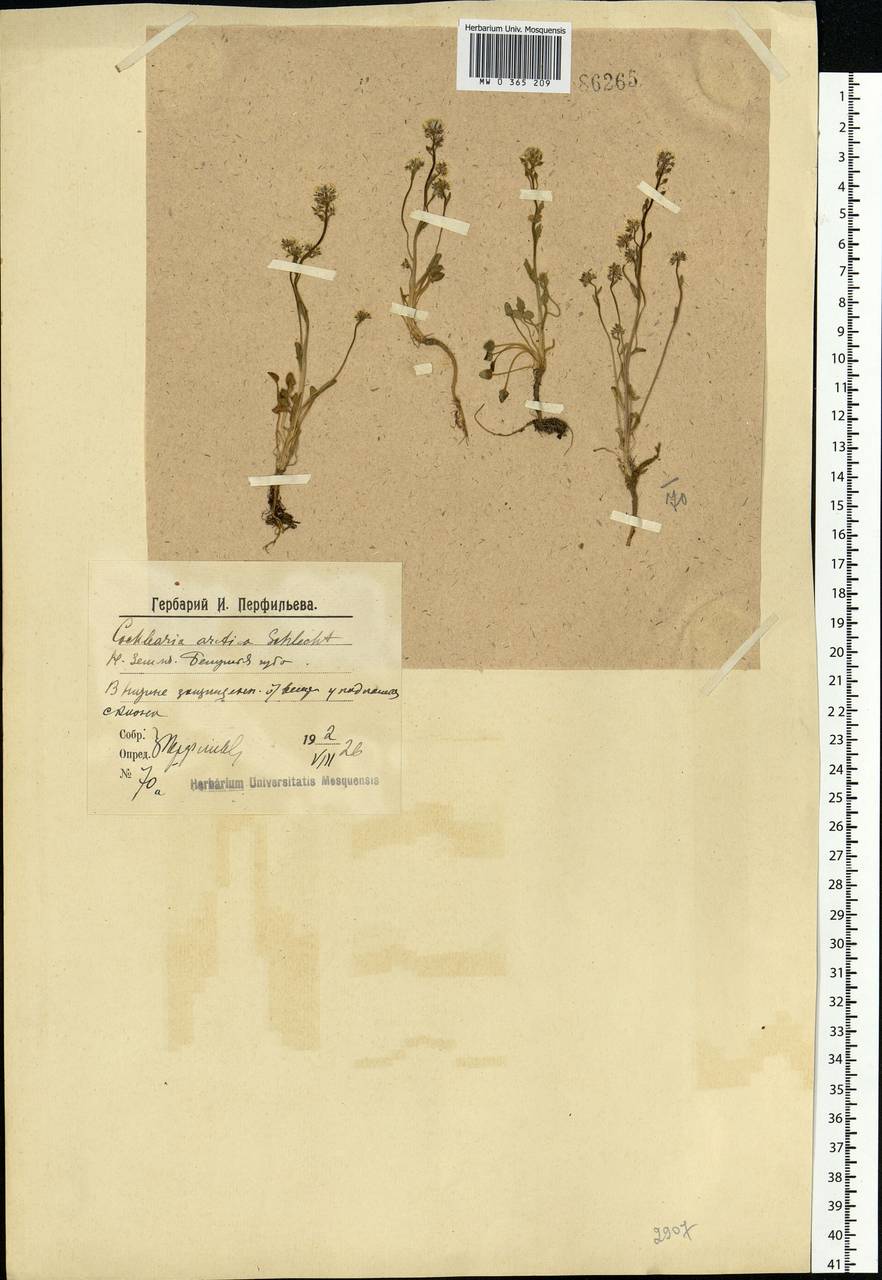 Cochlearia groenlandica L., Eastern Europe, Northern region (E1) (Russia)
