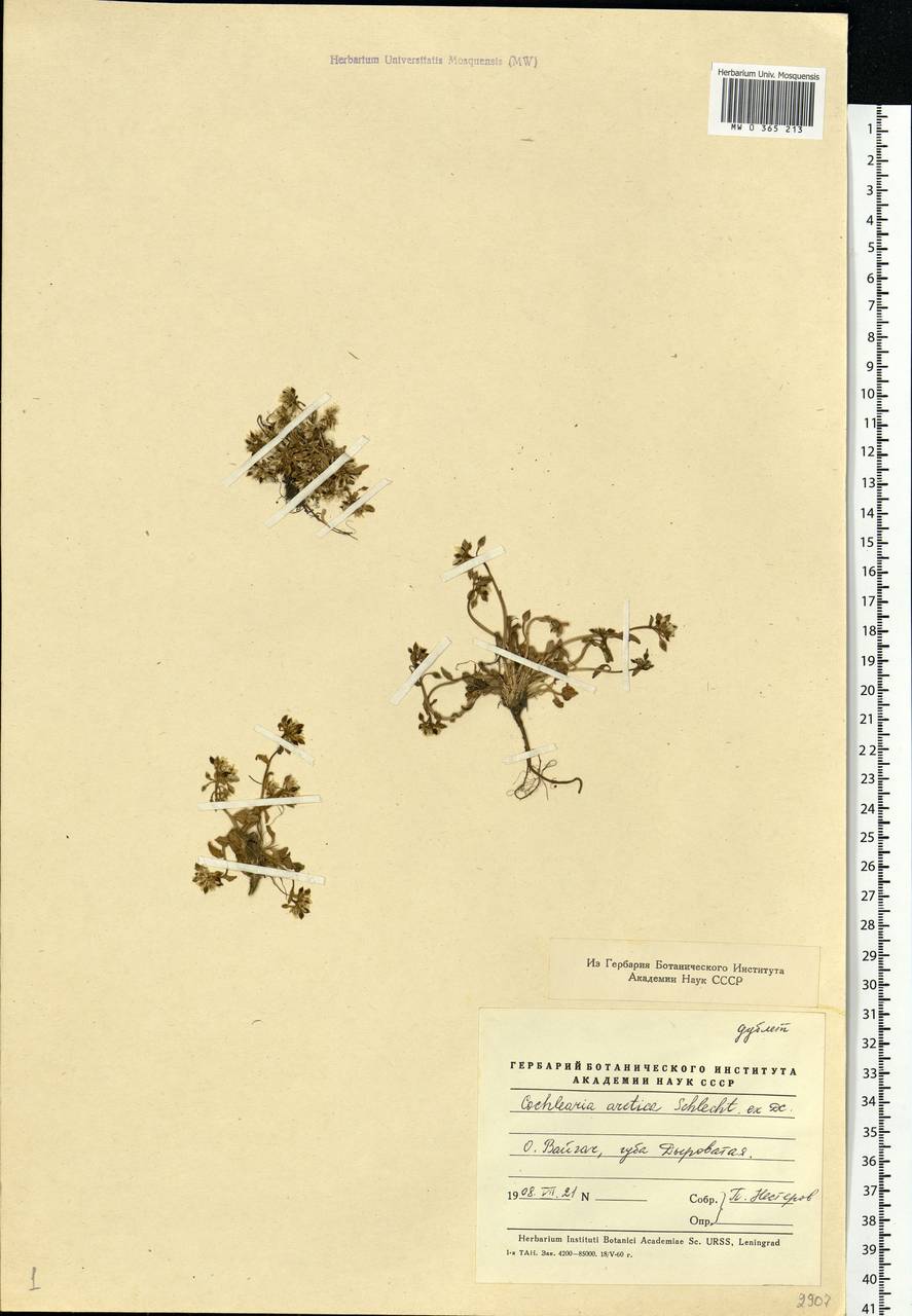 Cochlearia groenlandica L., Eastern Europe, Northern region (E1) (Russia)