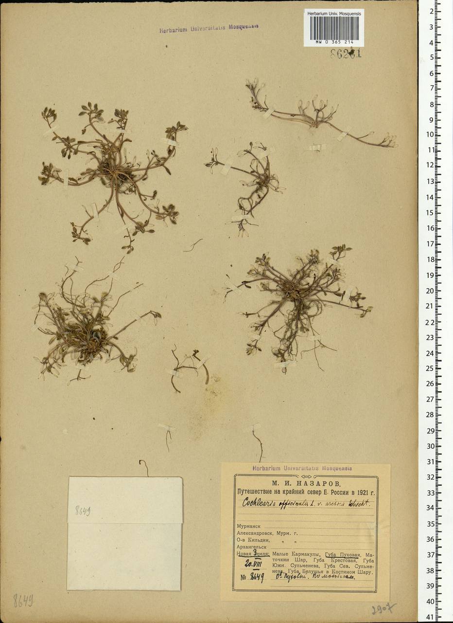 Cochlearia groenlandica L., Eastern Europe, Northern region (E1) (Russia)