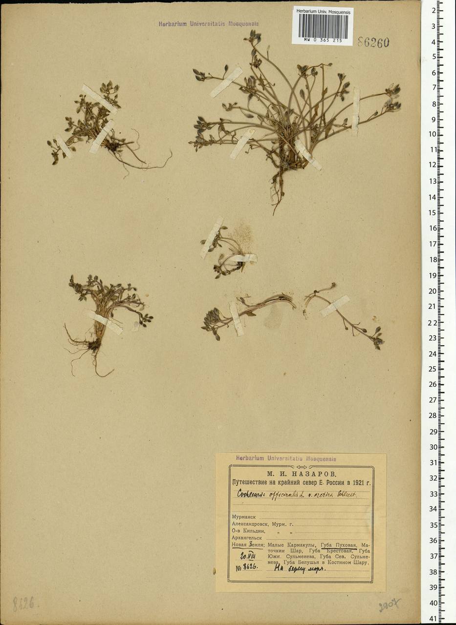 Cochlearia groenlandica L., Eastern Europe, Northern region (E1) (Russia)