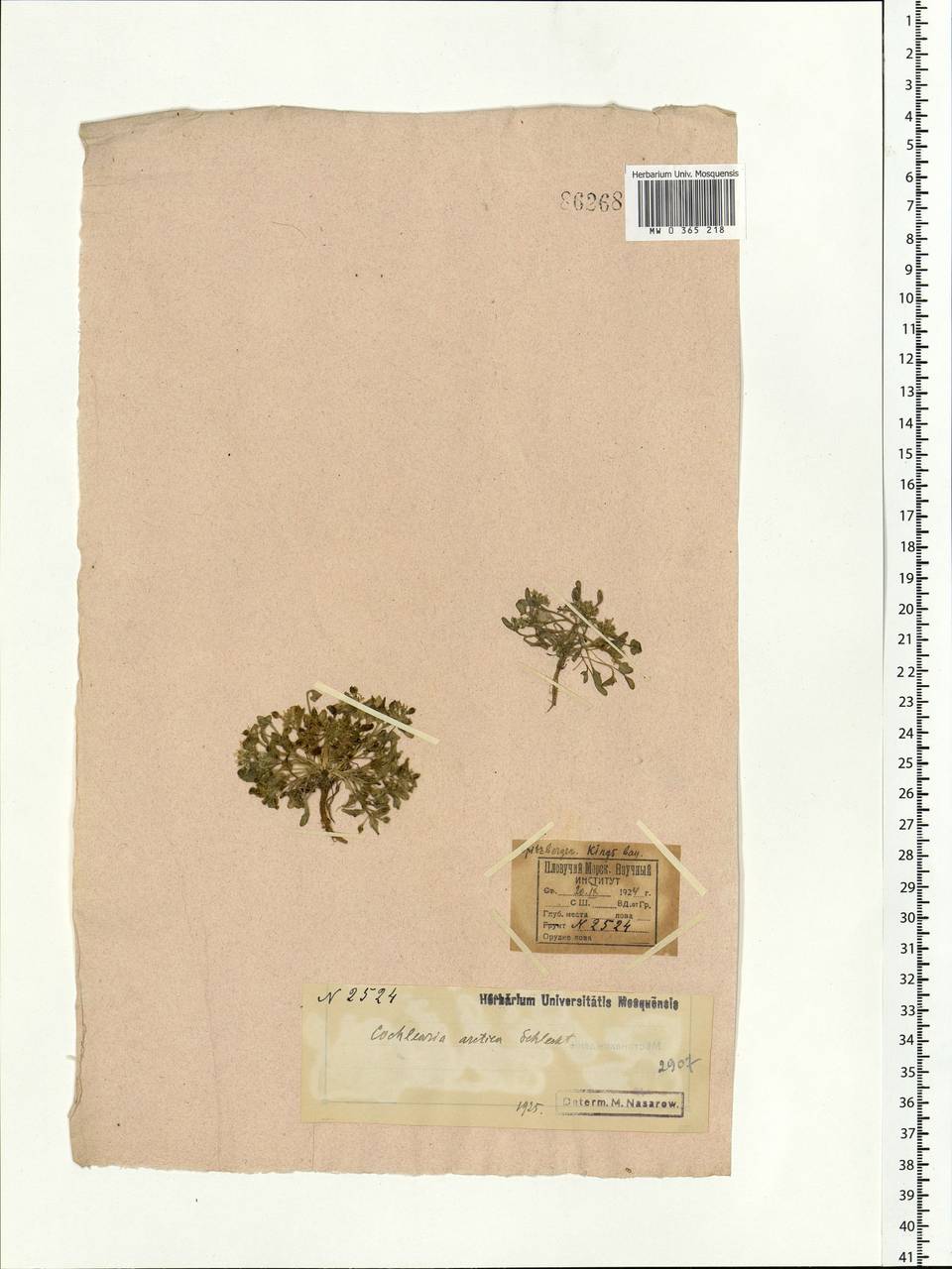 Cochlearia groenlandica L., Western Europe (EUR) (Svalbard and Jan Mayen)