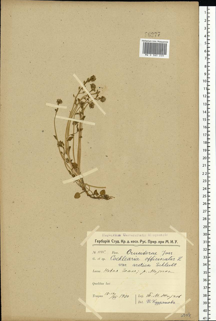 Cochlearia groenlandica L., Eastern Europe, Northern region (E1) (Russia)