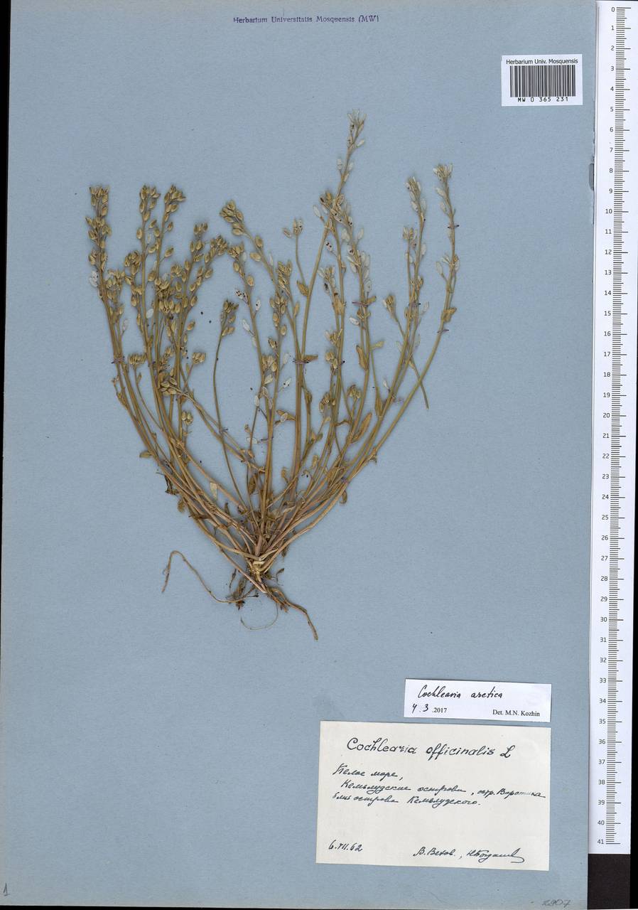 Cochlearia groenlandica L., Eastern Europe, Northern region (E1) (Russia)