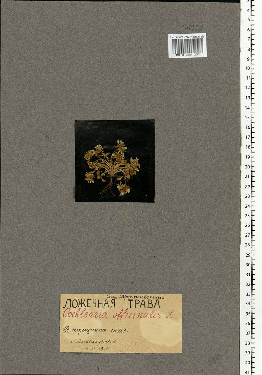 Cochlearia groenlandica L., Eastern Europe, Northern region (E1) (Russia)