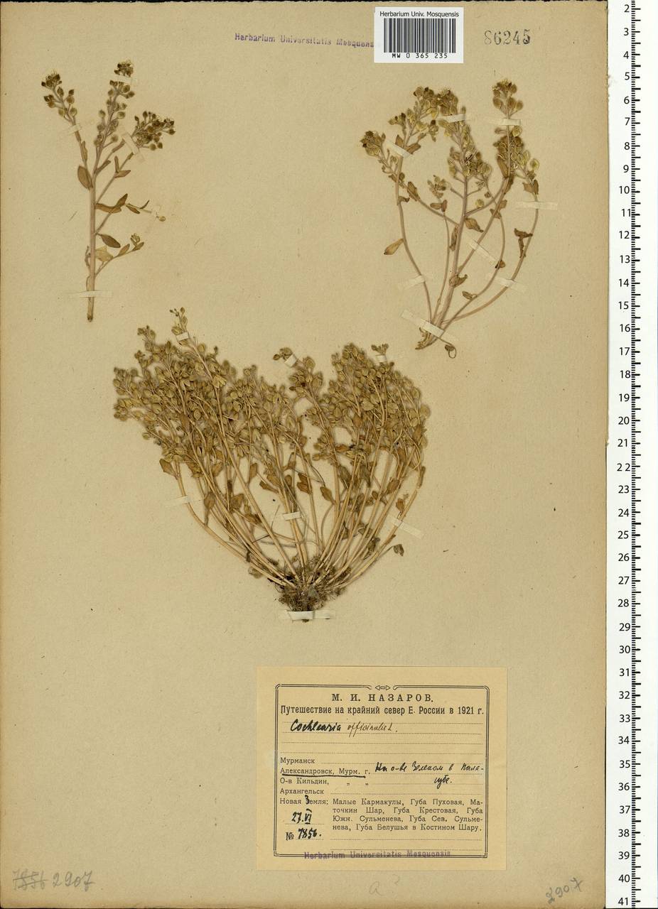 Cochlearia groenlandica L., Eastern Europe, Northern region (E1) (Russia)