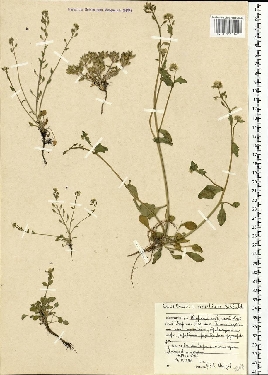 Cochlearia groenlandica L., Eastern Europe, Northern region (E1) (Russia)