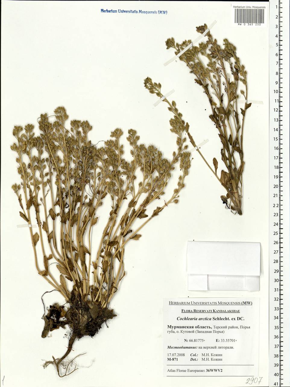 Cochlearia groenlandica L., Eastern Europe, Northern region (E1) (Russia)