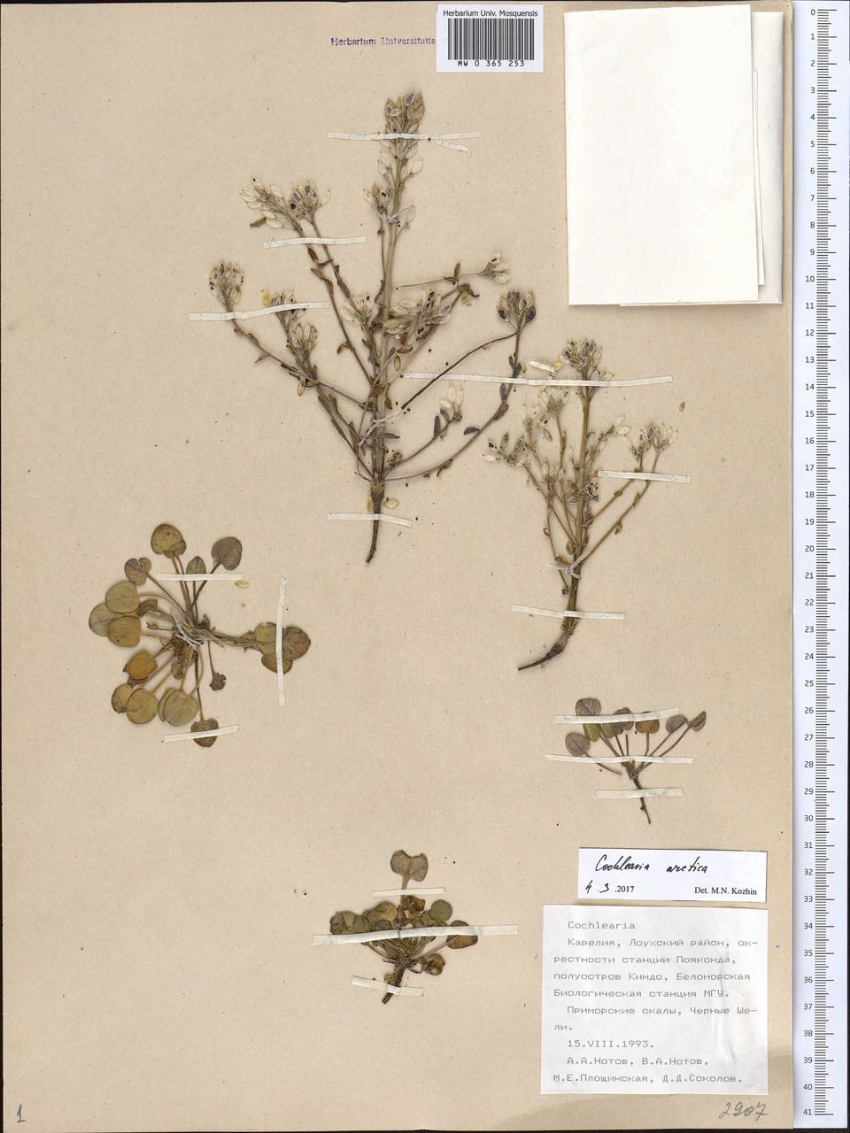 Cochlearia groenlandica L., Eastern Europe, Northern region (E1) (Russia)