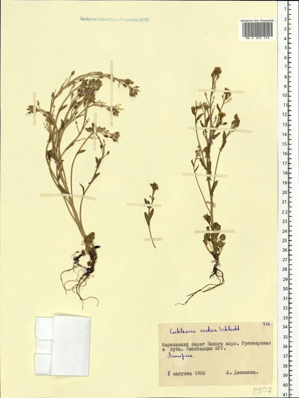 Cochlearia groenlandica L., Eastern Europe, Northern region (E1) (Russia)