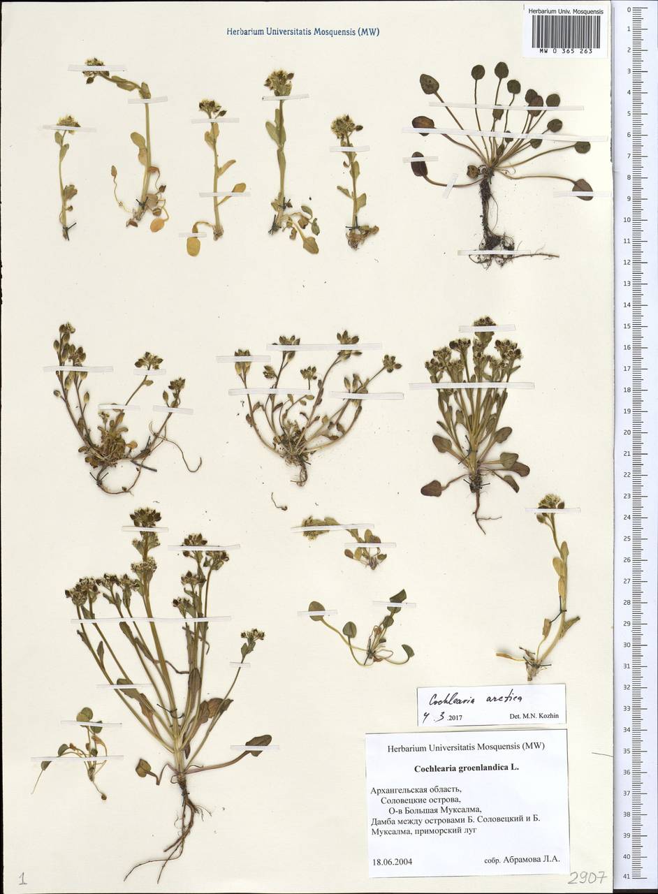 Cochlearia groenlandica L., Eastern Europe, Northern region (E1) (Russia)