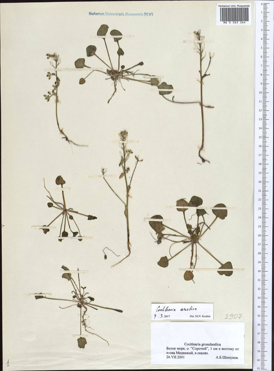 Cochlearia groenlandica L., Eastern Europe, Northern region (E1) (Russia)