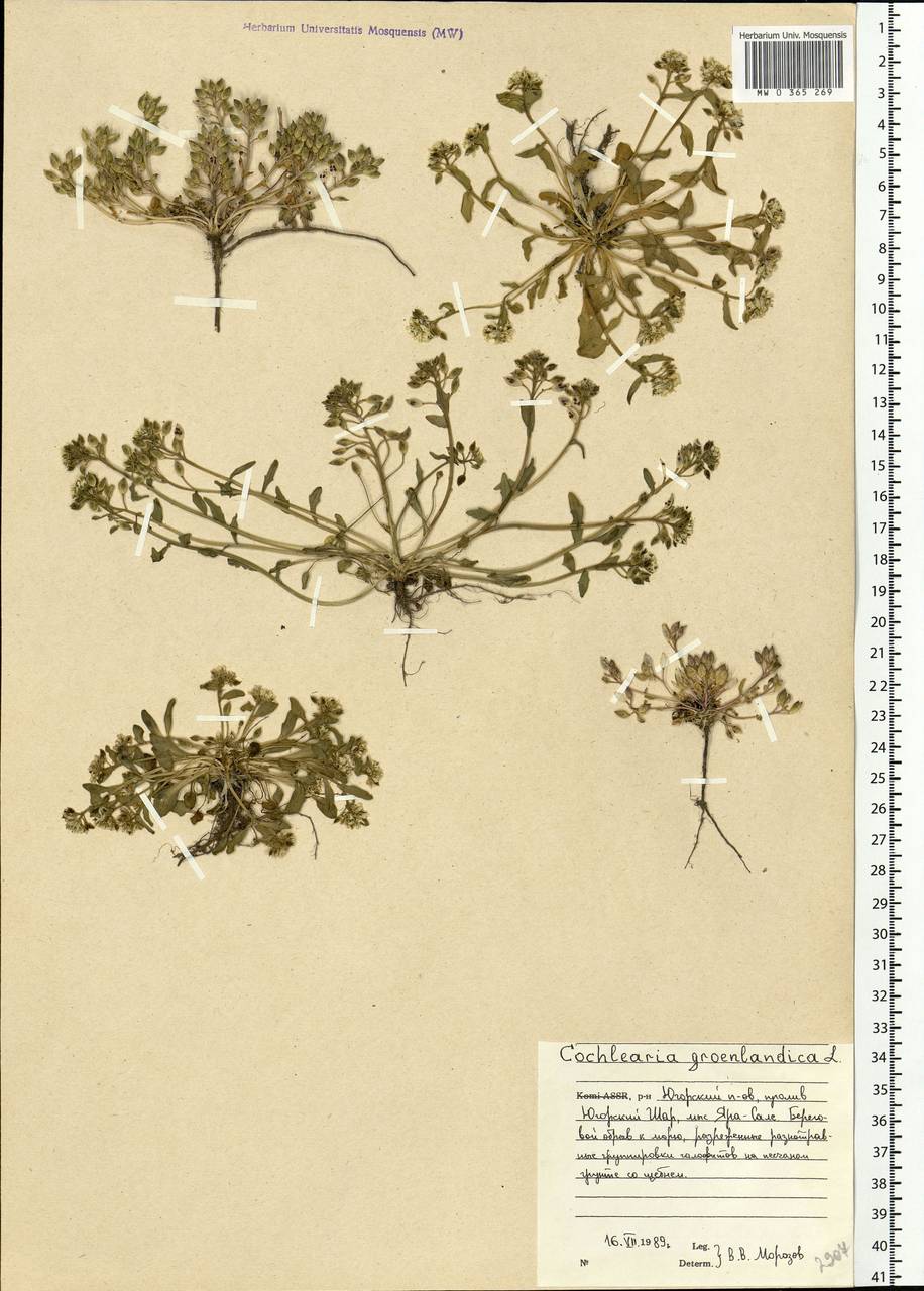 Cochlearia groenlandica L., Eastern Europe, Northern region (E1) (Russia)