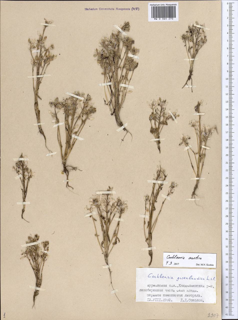 Cochlearia groenlandica L., Eastern Europe, Northern region (E1) (Russia)