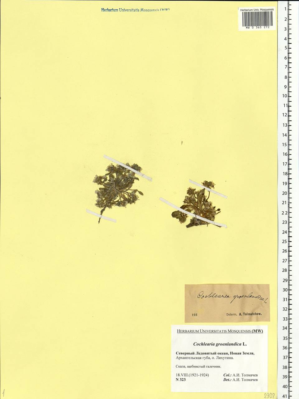 Cochlearia groenlandica L., Eastern Europe, Northern region (E1) (Russia)