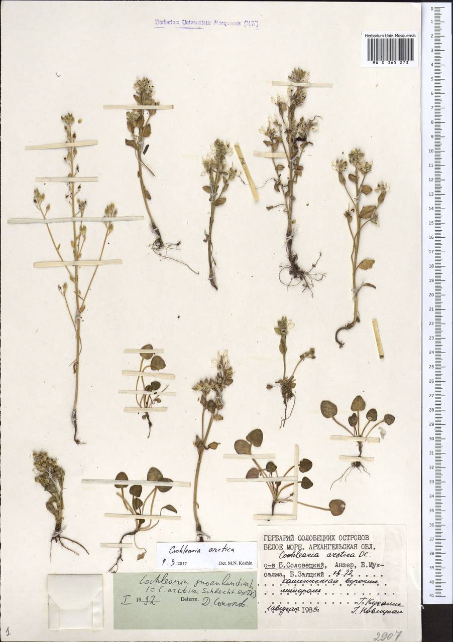 Cochlearia groenlandica L., Eastern Europe, Northern region (E1) (Russia)