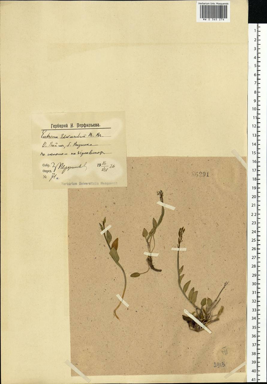 Eutrema edwardsii R. Br., Eastern Europe, Northern region (E1) (Russia)