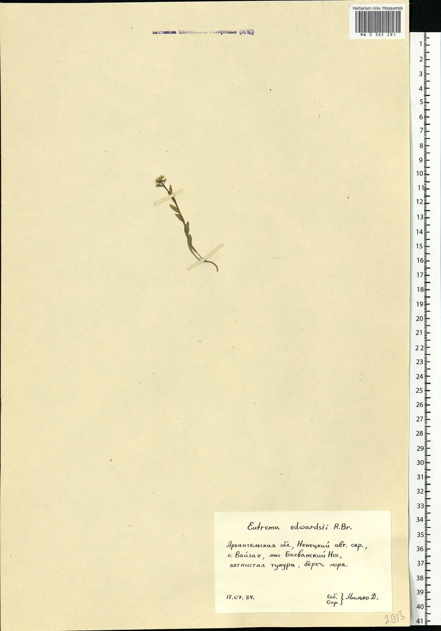 Eutrema edwardsii R.Br., Eastern Europe, Northern region (E1) (Russia)