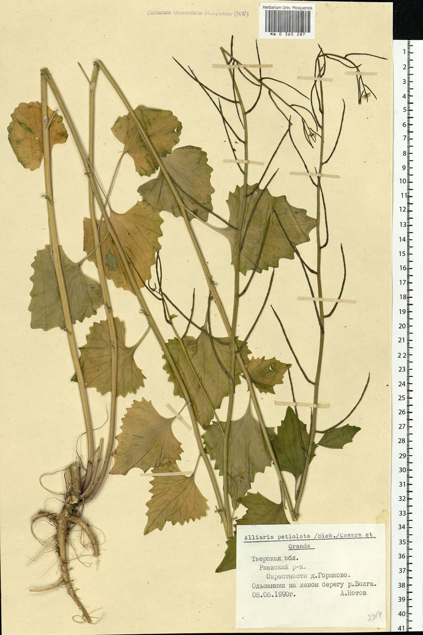 Alliaria petiolata (M.Bieb.) Cavara & Grande, Eastern Europe, North-Western region (E2) (Russia)