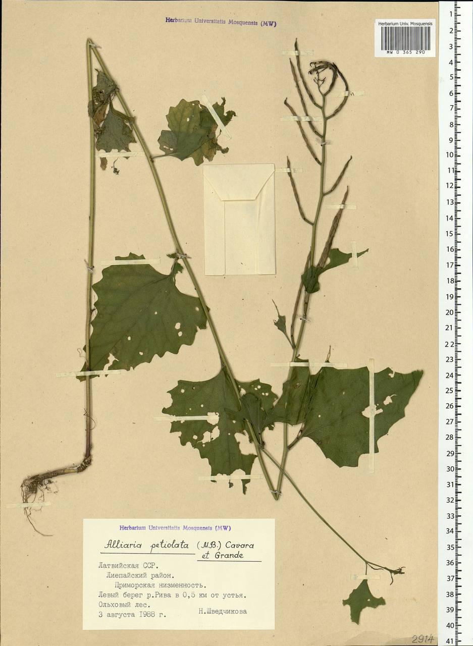 Alliaria petiolata (M.Bieb.) Cavara & Grande, Eastern Europe, Latvia (E2b) (Latvia)