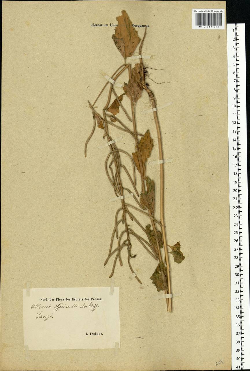 Alliaria petiolata (M. Bieb.) Cavara & Grande, Eastern Europe, Estonia (E2c) (Estonia)