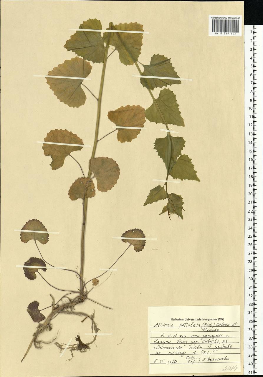 Alliaria petiolata (M.Bieb.) Cavara & Grande, Eastern Europe, Central region (E4) (Russia)