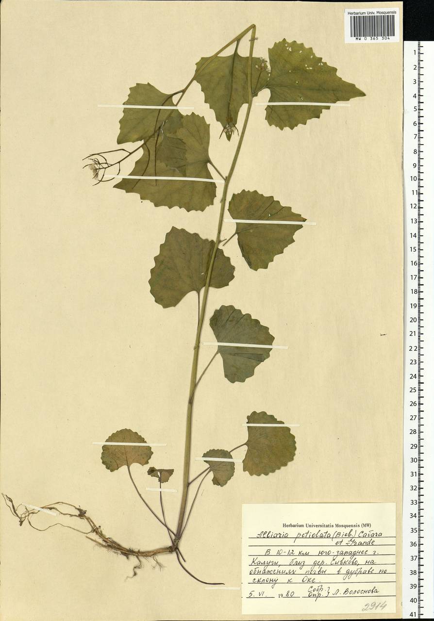 Alliaria petiolata (M.Bieb.) Cavara & Grande, Eastern Europe, Central region (E4) (Russia)