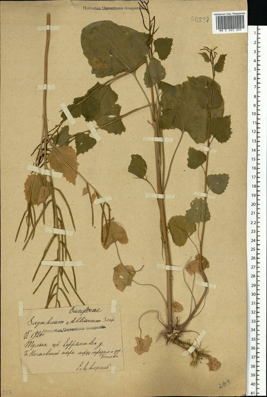 Alliaria petiolata (M.Bieb.) Cavara & Grande, Eastern Europe, Central region (E4) (Russia)