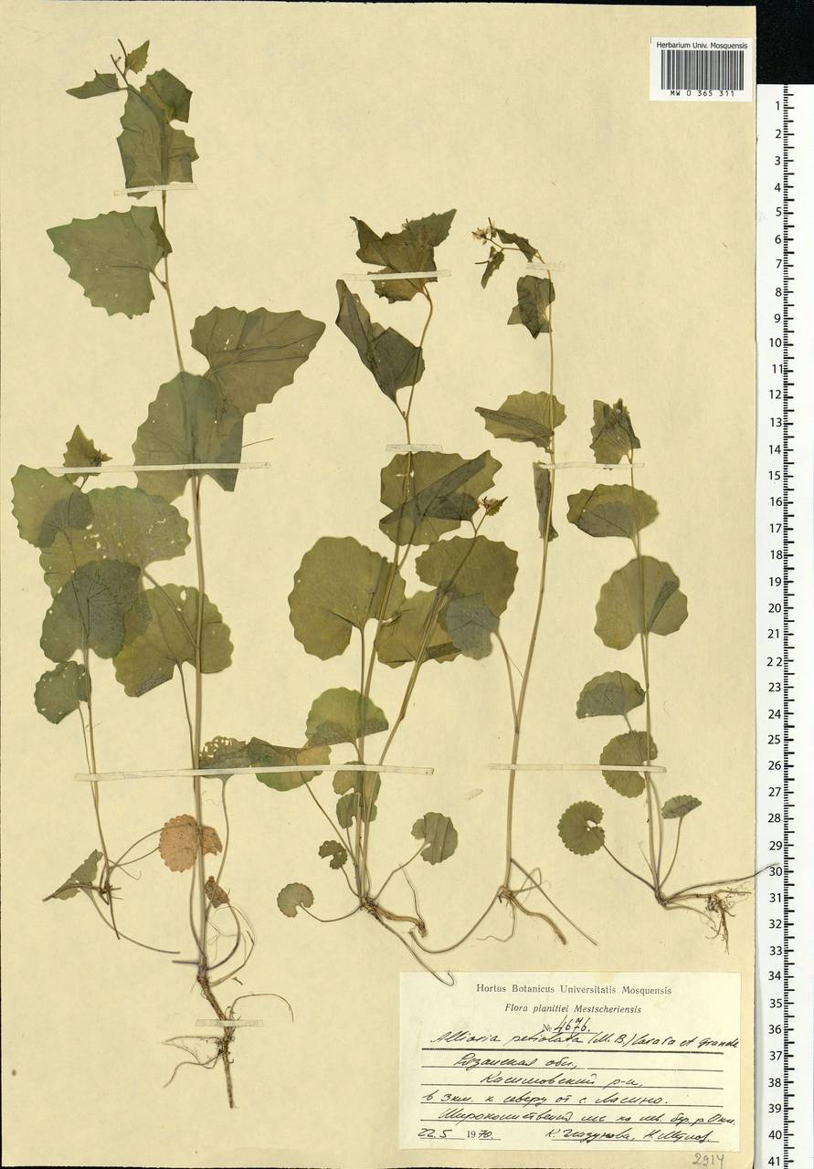 Alliaria petiolata (M.Bieb.) Cavara & Grande, Eastern Europe, Central region (E4) (Russia)