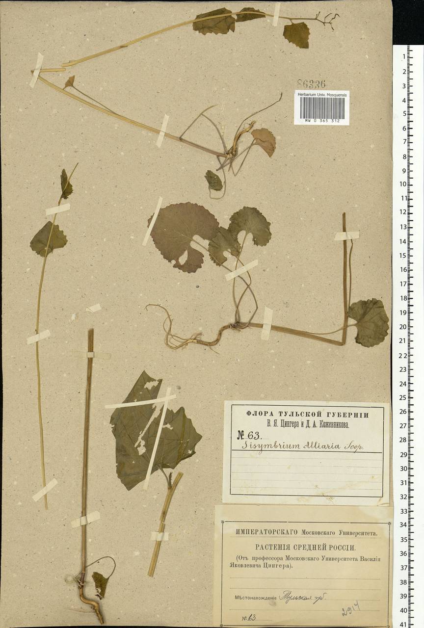 Alliaria petiolata (M.Bieb.) Cavara & Grande, Eastern Europe, Central region (E4) (Russia)