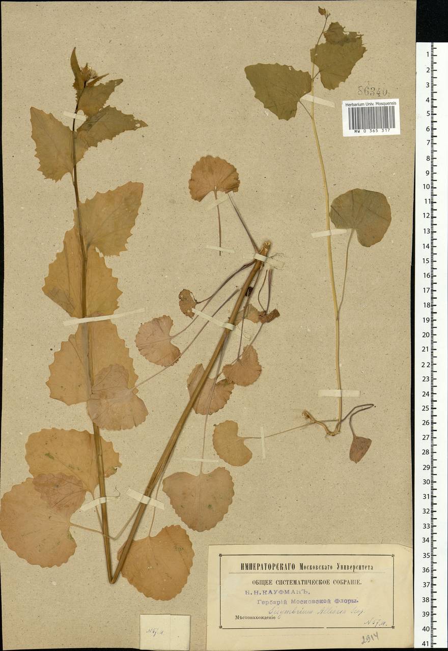 Alliaria petiolata (M.Bieb.) Cavara & Grande, Eastern Europe, Moscow region (E4a) (Russia)