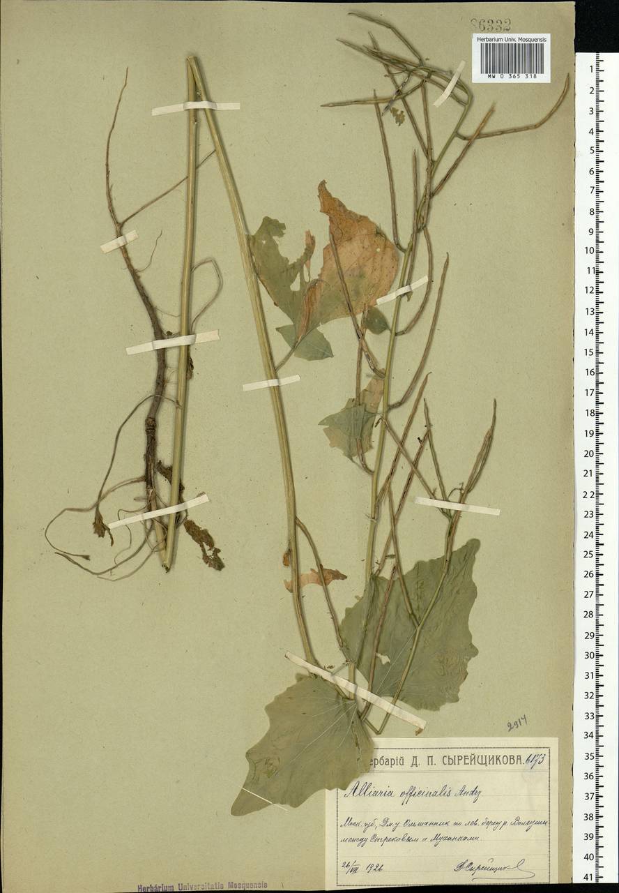 Alliaria petiolata (M.Bieb.) Cavara & Grande, Eastern Europe, Moscow region (E4a) (Russia)