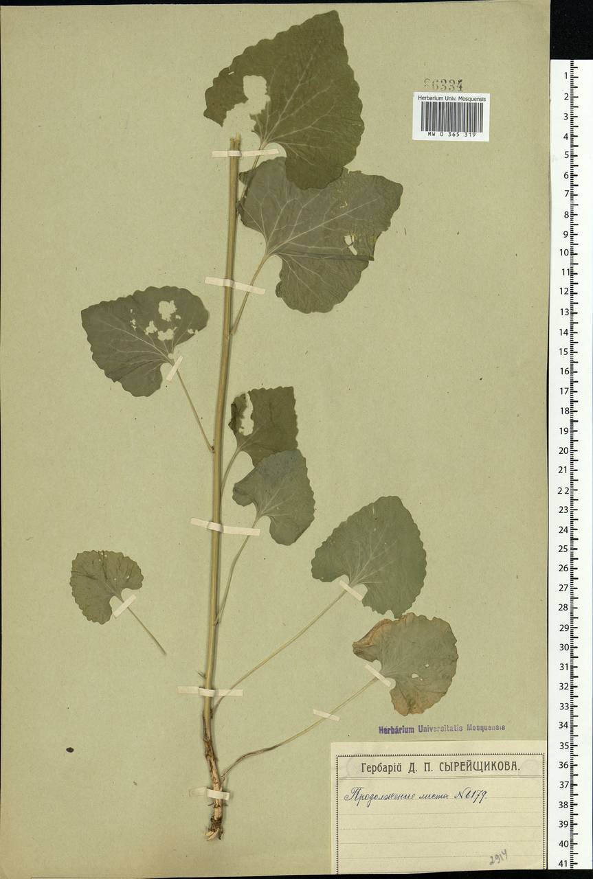 Alliaria petiolata (M.Bieb.) Cavara & Grande, Eastern Europe, Moscow region (E4a) (Russia)