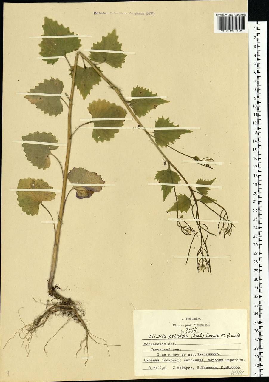 Alliaria petiolata (M.Bieb.) Cavara & Grande, Eastern Europe, Moscow region (E4a) (Russia)