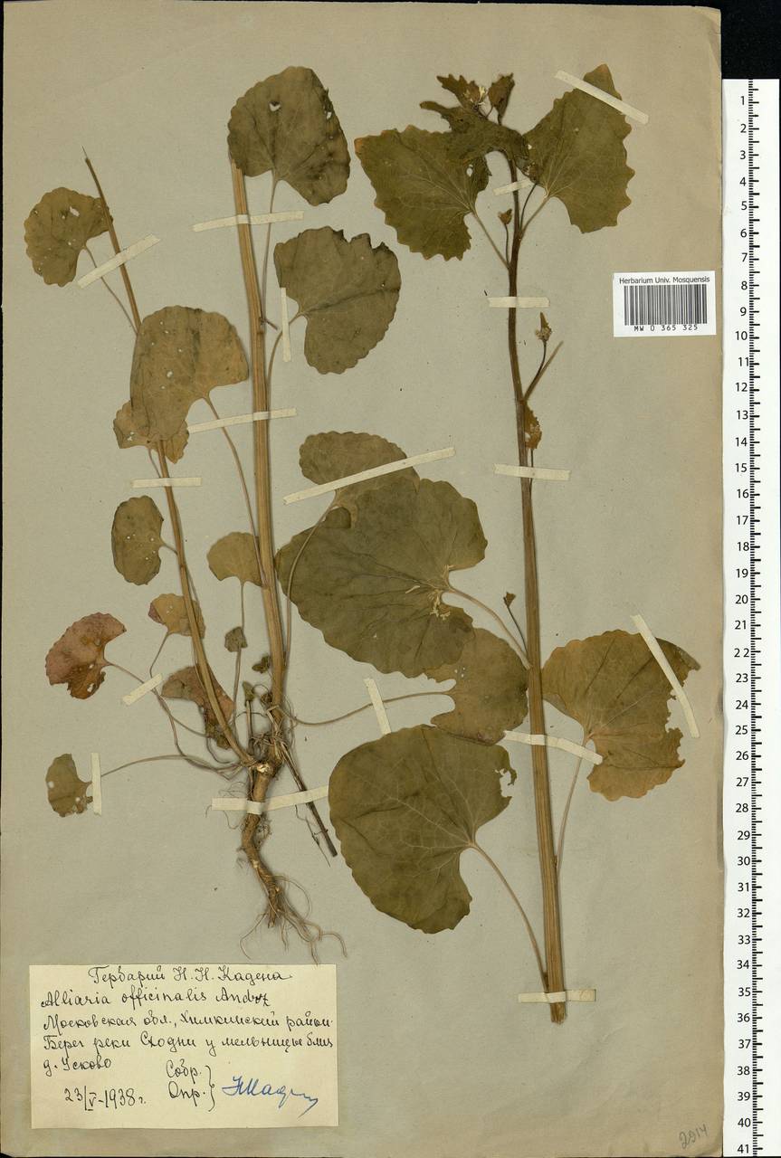 Alliaria petiolata (M.Bieb.) Cavara & Grande, Eastern Europe, Moscow region (E4a) (Russia)