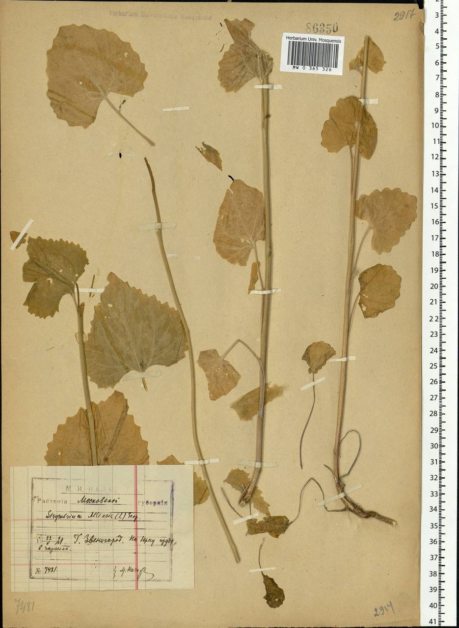 Alliaria petiolata (M.Bieb.) Cavara & Grande, Eastern Europe, Moscow region (E4a) (Russia)