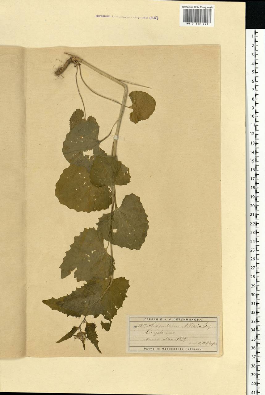 Alliaria petiolata (M.Bieb.) Cavara & Grande, Eastern Europe, Moscow region (E4a) (Russia)