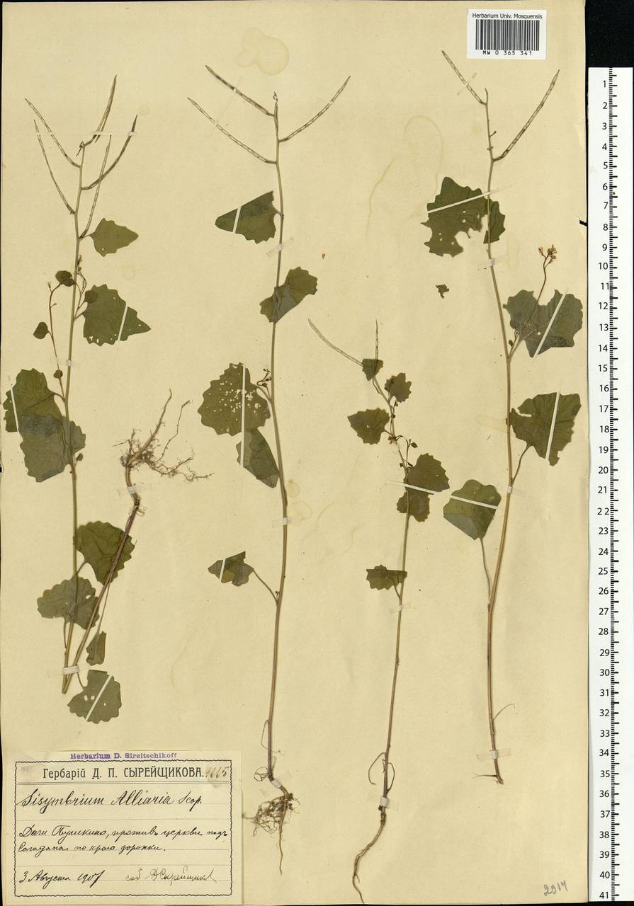 Alliaria petiolata (M. Bieb.) Cavara & Grande, Eastern Europe, Moscow region (E4a) (Russia)