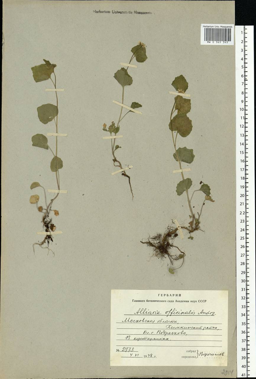 Alliaria petiolata (M. Bieb.) Cavara & Grande, Eastern Europe, Moscow region (E4a) (Russia)