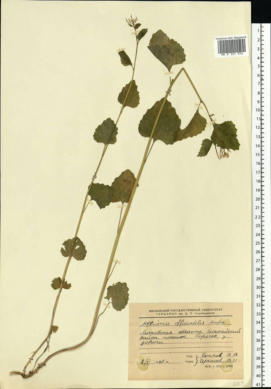 Alliaria petiolata (M.Bieb.) Cavara & Grande, Eastern Europe, Moscow region (E4a) (Russia)
