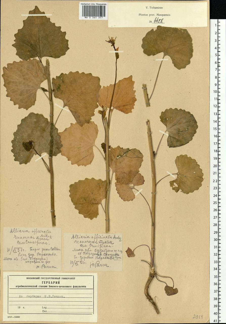 Alliaria petiolata (M.Bieb.) Cavara & Grande, Eastern Europe, Moscow region (E4a) (Russia)