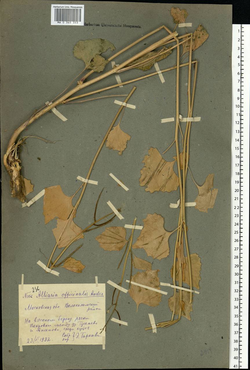 Alliaria petiolata (M.Bieb.) Cavara & Grande, Eastern Europe, Moscow region (E4a) (Russia)