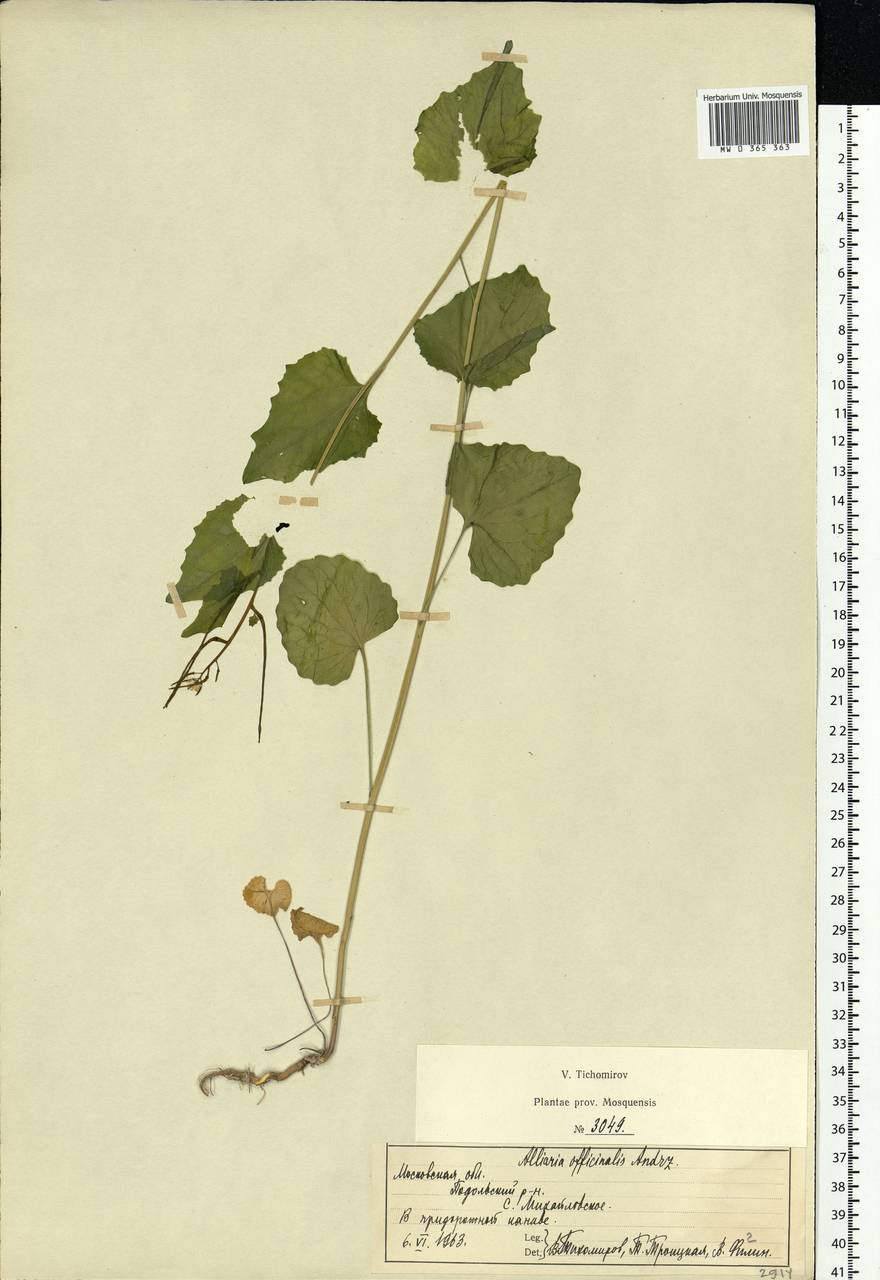 Alliaria petiolata (M. Bieb.) Cavara & Grande, Eastern Europe, Moscow region (E4a) (Russia)