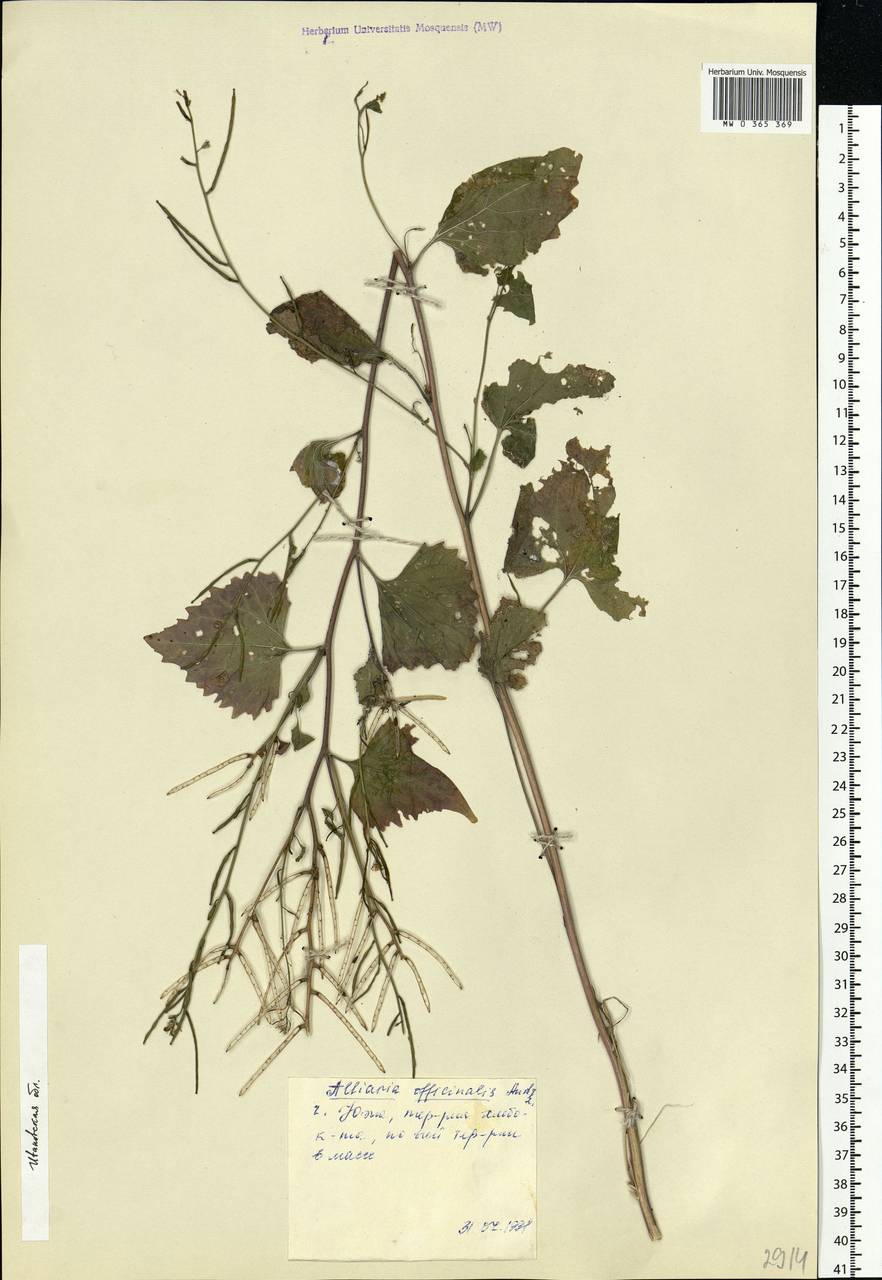 Alliaria petiolata (M.Bieb.) Cavara & Grande, Eastern Europe, Central forest region (E5) (Russia)