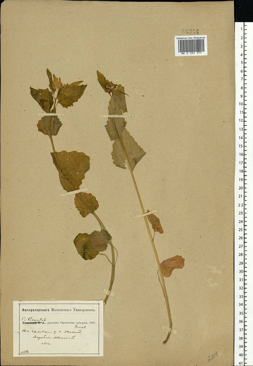 Alliaria petiolata (M.Bieb.) Cavara & Grande, Eastern Europe, Central forest-and-steppe region (E6) (Russia)