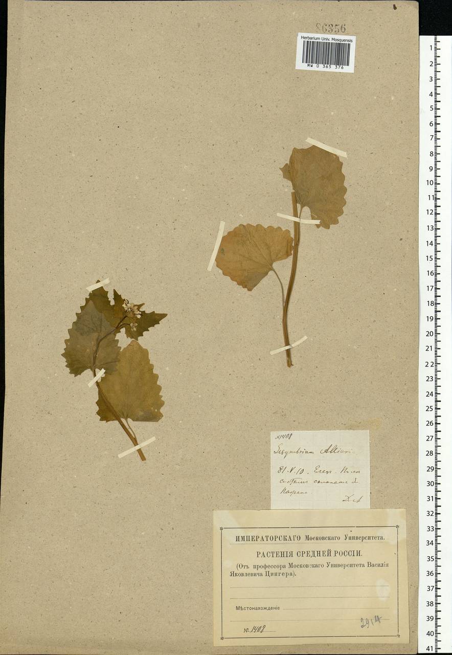 Alliaria petiolata (M.Bieb.) Cavara & Grande, Eastern Europe, Central forest-and-steppe region (E6) (Russia)
