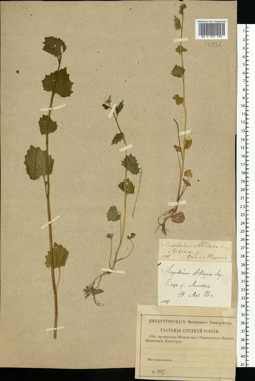 Alliaria petiolata (M.Bieb.) Cavara & Grande, Eastern Europe, Central forest-and-steppe region (E6) (Russia)