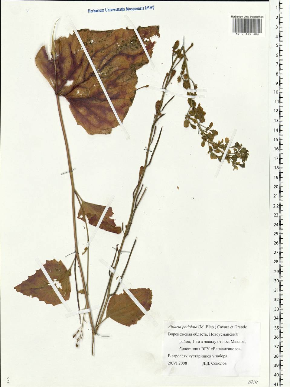 Alliaria petiolata (M.Bieb.) Cavara & Grande, Eastern Europe, Central forest-and-steppe region (E6) (Russia)