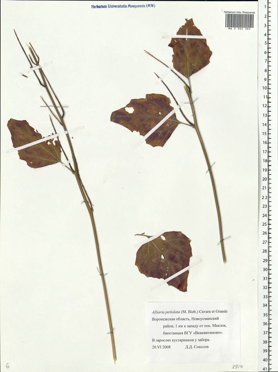 Alliaria petiolata (M.Bieb.) Cavara & Grande, Eastern Europe, Central forest-and-steppe region (E6) (Russia)